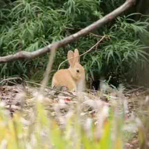 Oryctolagus cuniculus at Acton, ACT - 27 Jan 2021