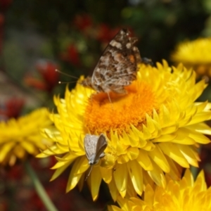 Thomisus spectabilis at Acton, ACT - 9 Dec 2019