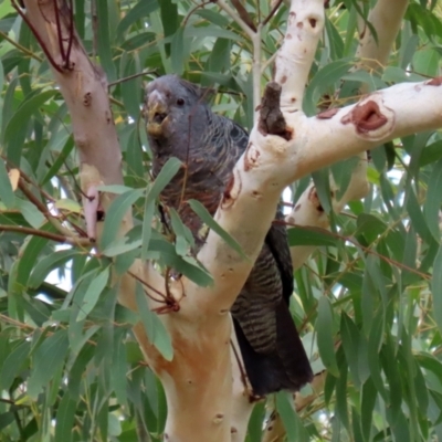 Callocephalon fimbriatum (Gang-gang Cockatoo) at ANBG - 27 Jan 2021 by RodDeb