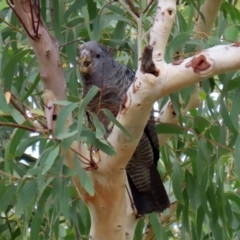 Callocephalon fimbriatum (Gang-gang Cockatoo) at Acton, ACT - 27 Jan 2021 by RodDeb