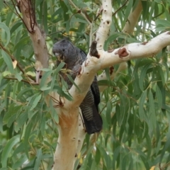 Callocephalon fimbriatum at Acton, ACT - 27 Jan 2021