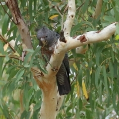 Callocephalon fimbriatum at Acton, ACT - 27 Jan 2021