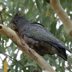 Callocephalon fimbriatum at Acton, ACT - suppressed