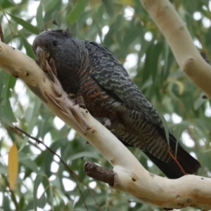 Callocephalon fimbriatum at Acton, ACT - suppressed