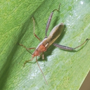 Melanacanthus scutellaris at Stromlo, ACT - 24 Jan 2021