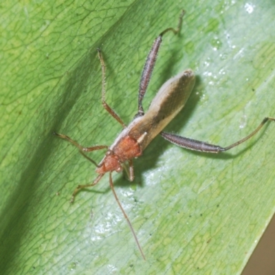 Melanacanthus scutellaris (Small brown bean bug) at Stromlo, ACT - 24 Jan 2021 by Harrisi