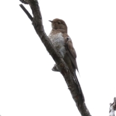 Cacomantis flabelliformis (Fan-tailed Cuckoo) at ANBG - 27 Jan 2021 by RodDeb