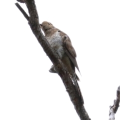 Cacomantis flabelliformis at Acton, ACT - 27 Jan 2021