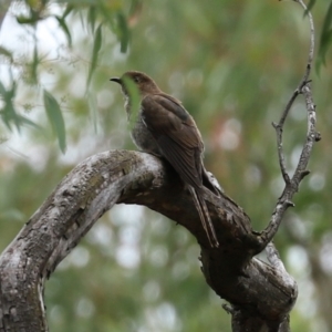 Cacomantis flabelliformis at Acton, ACT - 27 Jan 2021