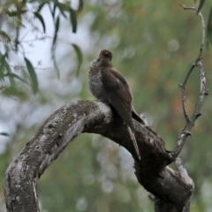 Cacomantis flabelliformis at Acton, ACT - 27 Jan 2021