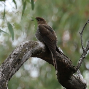 Cacomantis flabelliformis at Acton, ACT - 27 Jan 2021