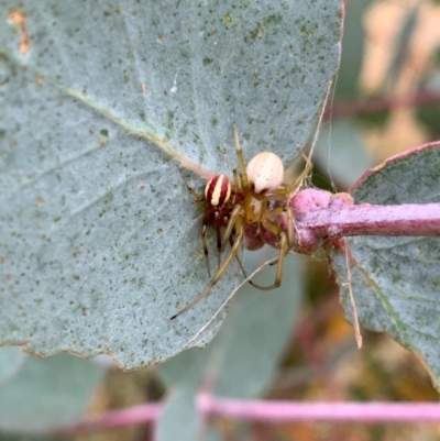 Deliochus sp. (genus) (A leaf curling spider) at Murrumbateman, NSW - 27 Jan 2021 by SimoneC