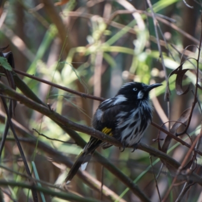 Phylidonyris novaehollandiae (New Holland Honeyeater) at Acton, ACT - 9 Dec 2019 by MReevesii00milktea