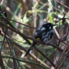 Phylidonyris novaehollandiae at Acton, ACT - 9 Dec 2019