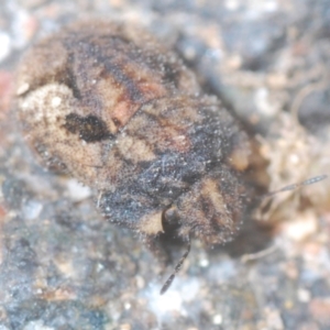 Morbora sp. (genus) at Stromlo, ACT - 25 Jan 2021 04:06 PM