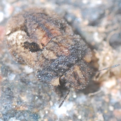 Dermestidae sp. (family) at Stromlo, ACT - 25 Jan 2021 by Harrisi