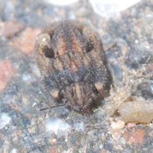 Morbora sp. (genus) at Stromlo, ACT - 25 Jan 2021 04:06 PM