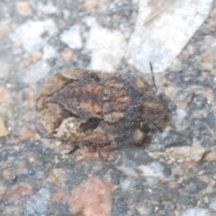 Morbora sp. (genus) at Stromlo, ACT - 25 Jan 2021 04:06 PM