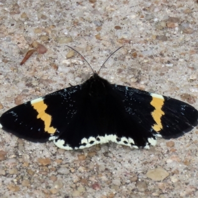 Eutrichopidia latinus (Yellow-banded Day-moth) at Acton, ACT - 27 Jan 2021 by RodDeb