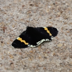 Eutrichopidia latinus at Acton, ACT - 27 Jan 2021 11:18 AM