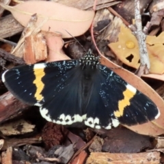 Eutrichopidia latinus at Acton, ACT - 27 Jan 2021 11:18 AM