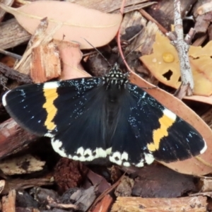 Eutrichopidia latinus at Acton, ACT - 27 Jan 2021 11:18 AM