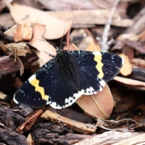 Eutrichopidia latinus at Acton, ACT - 27 Jan 2021 11:18 AM