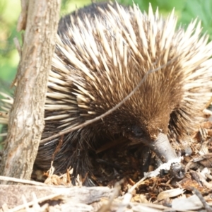 Tachyglossus aculeatus at Acton, ACT - 9 Dec 2019