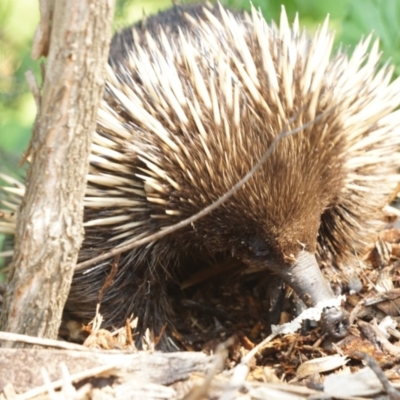 Tachyglossus aculeatus (Short-beaked Echidna) at Acton, ACT - 9 Dec 2019 by MReevesii00milktea