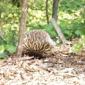 Tachyglossus aculeatus at Acton, ACT - 9 Dec 2019