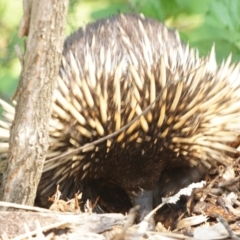 Tachyglossus aculeatus at Acton, ACT - 9 Dec 2019