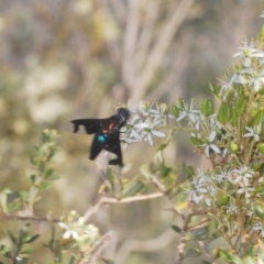 Palirika decora (A beefly) at Paddys River, ACT - 25 Jan 2021 by Harrisi