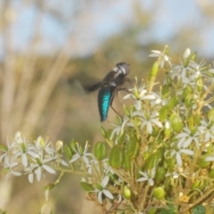 Palirika decora at Paddys River, ACT - 25 Jan 2021 06:14 PM