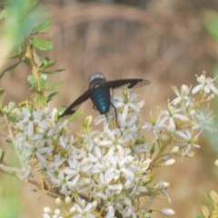 Palirika decora at Paddys River, ACT - 25 Jan 2021 06:14 PM