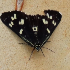 Cruria donowani (Crow or Donovan's Day Moth) at ANBG - 27 Jan 2021 by RodDeb