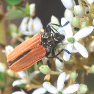 Castiarina nasuta at Paddys River, ACT - 25 Jan 2021 06:16 PM