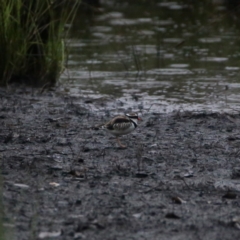 Charadrius melanops (Black-fronted Dotterel) at QPRC LGA - 28 Jan 2021 by Wandiyali