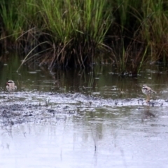 Charadrius melanops at Googong, NSW - 28 Jan 2021