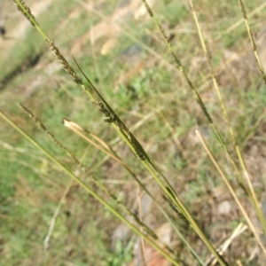 Sporobolus creber at Nangus, NSW - 10 May 2010