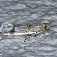 Etiella behrii (Lucerne Seed Web Moth) at Ainslie, ACT - 27 Jan 2021 by jb2602