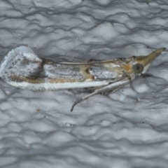 Etiella behrii at Ainslie, ACT - 27 Jan 2021 10:56 PM