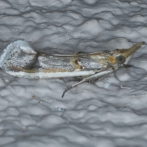 Etiella behrii at Ainslie, ACT - 27 Jan 2021 10:56 PM