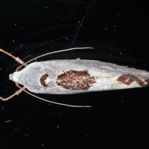 Tymbophora peltastis at Ainslie, ACT - 27 Jan 2021