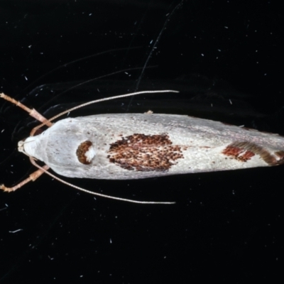 Tymbophora peltastis (A Xyloryctid moth (Xyloryctidae)) at Ainslie, ACT - 27 Jan 2021 by jb2602