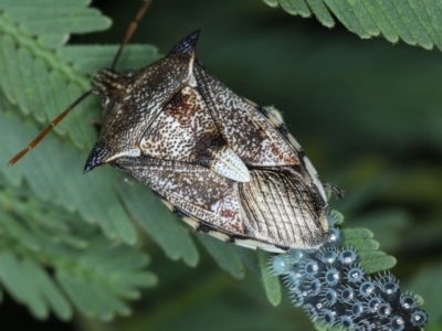 Oechalia schellenbergii (Spined Predatory Shield Bug) at Majura, ACT - 26 Jan 2021 by jb2602