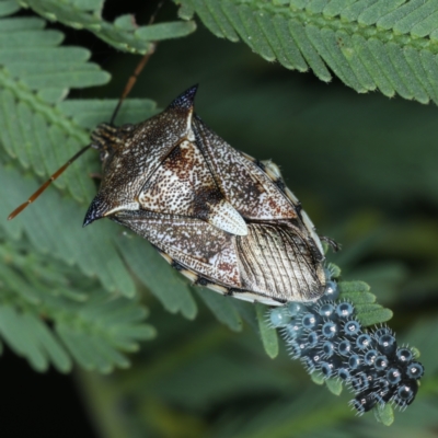 Oechalia schellenbergii (Spined Predatory Shield Bug) at Mount Ainslie - 26 Jan 2021 by jb2602