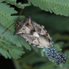 Oechalia schellenbergii (Spined Predatory Shield Bug) at Majura, ACT - 26 Jan 2021 by jb2602