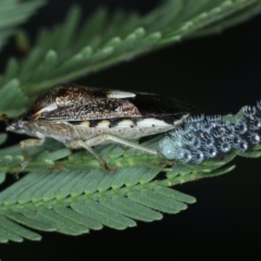 Oechalia schellenbergii at Majura, ACT - 26 Jan 2021 06:18 PM