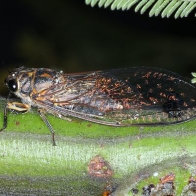 Galanga labeculata (Double-spotted cicada) at Mount Ainslie - 26 Jan 2021 by jb2602
