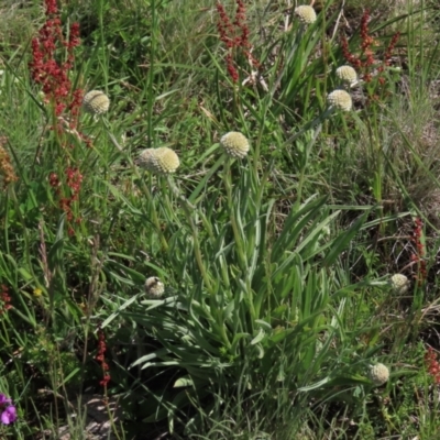 Craspedia sp. (Billy Buttons) at Dry Plain, NSW - 14 Nov 2020 by AndyRoo